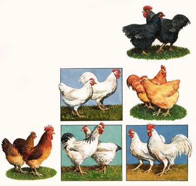 Galline da English School
