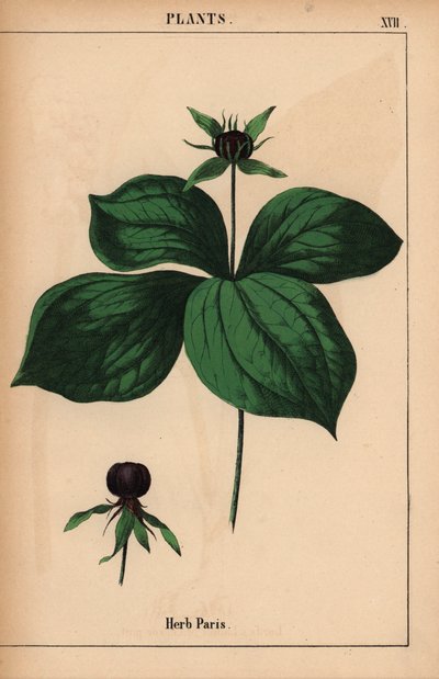 Erba Parigi, da "The Instructive Picturebook, or Lessons from the Vegetable World," [Charlotte Mary Yonge], Edimburgo da English School