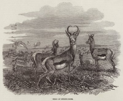 Branco di springbok (incisione) da English School