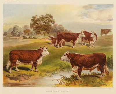 Bovini Hereford da English School