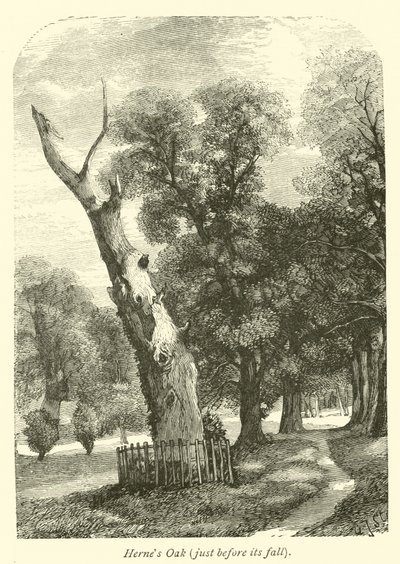 Quercia di Herne, poco prima della sua caduta da English School