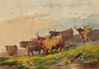 Bovini delle Highlands da English School