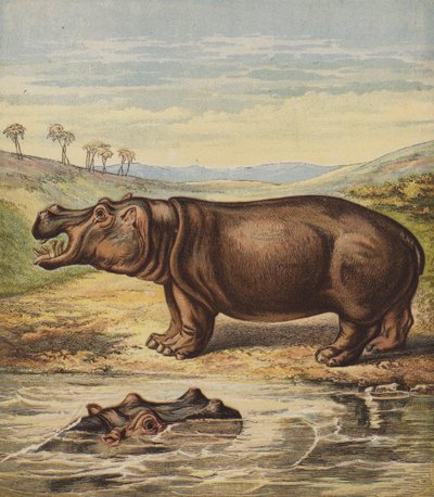 Ippopotamo da English School