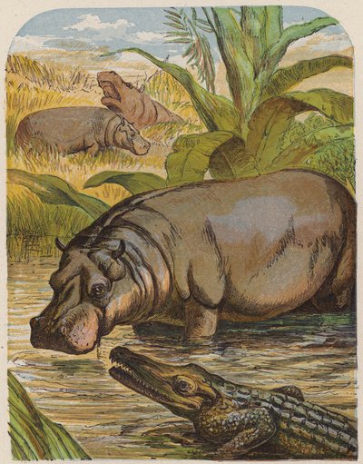 Ippopotamo e coccodrillo da English School