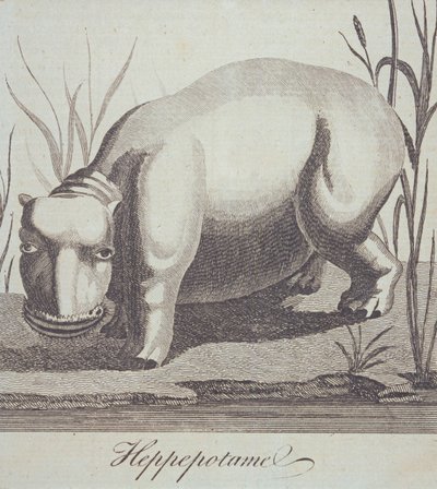 Ippopotamo, da The Gentlemans Magazine, pubblicato a dicembre 1772 da English School
