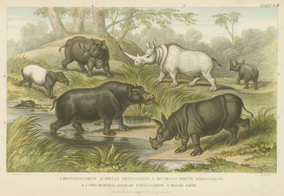 Ippopotamo, rinoceronte e tapiro da English School