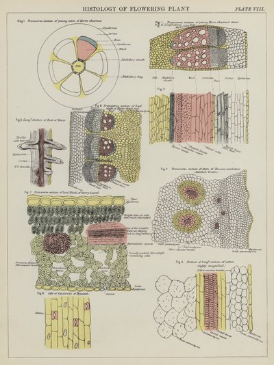 Istologia della Pianta Fiorita da English School