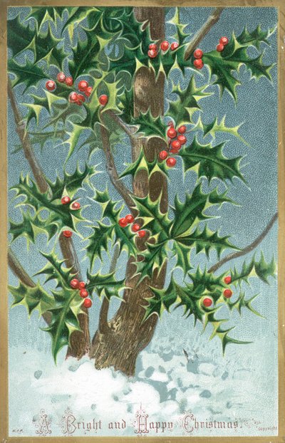 Albero di agrifoglio da English School