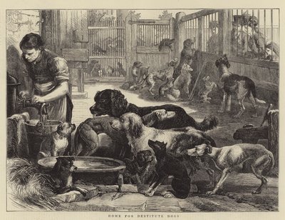 Casa per cani indigenti da English School