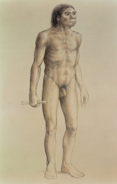 Homo erectus da English School