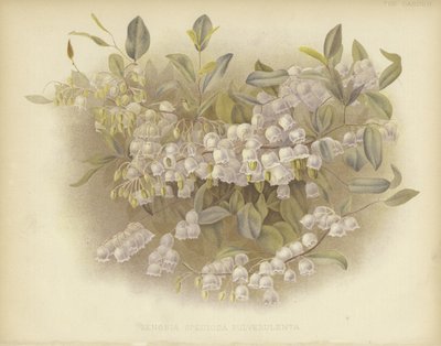 Honeycups, zenobia o zenobia polverosa da English School