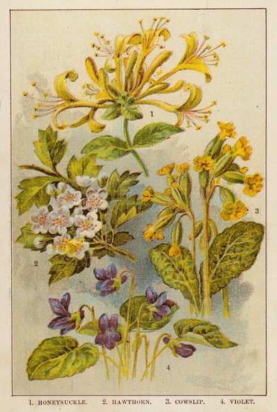 Caprifoglio, Biancospino, Primula, Viola da English School