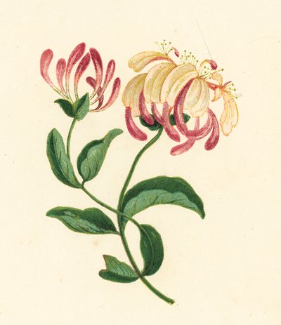 Lonicera periclymenum da English School