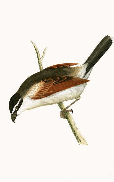 Shrike incappucciato, illustrazione da 