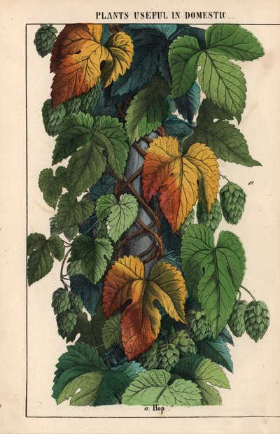 Luppolo, con frutto verde, da "The Instructive Picturebook, or Lessons from the Vegetable World," [Charlotte Mary Yonge], Edimburgo da English School