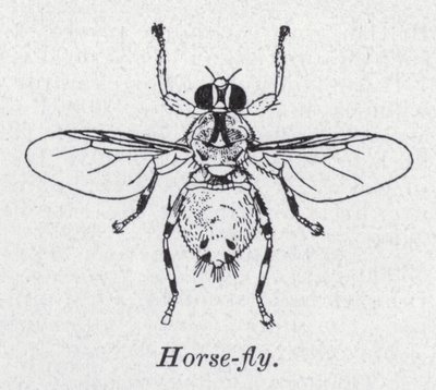 Mosca Cavallina da English School