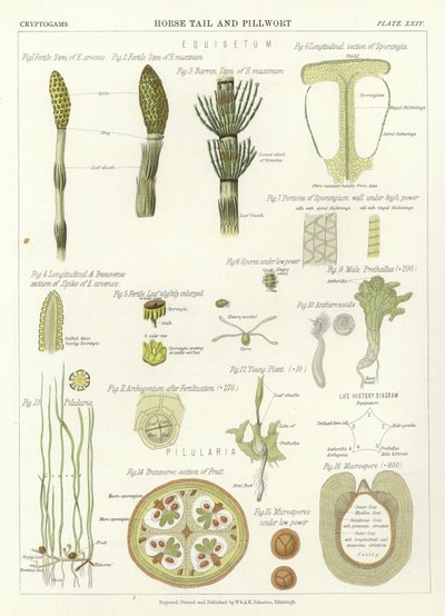 Coda di Cavallo e Pillwort da English School
