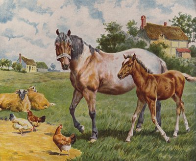 Cavallo e puledro, pecore e galline (litografia a colori) da English School