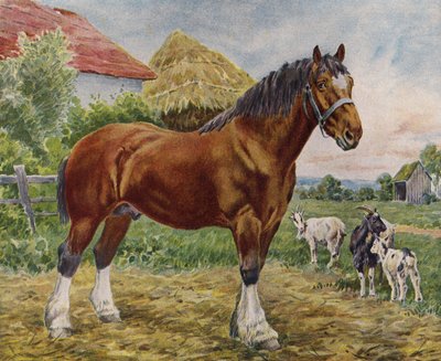 Cavallo e capre da English School