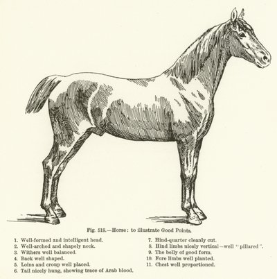 Cavallo, per illustrare i buoni punti da English School