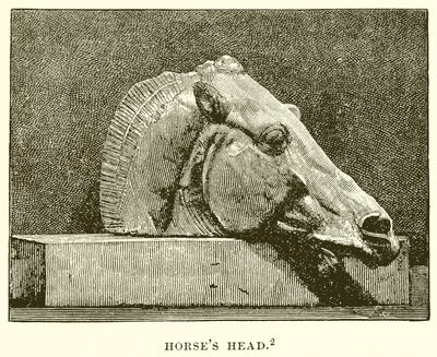 Testa di cavallo da English School