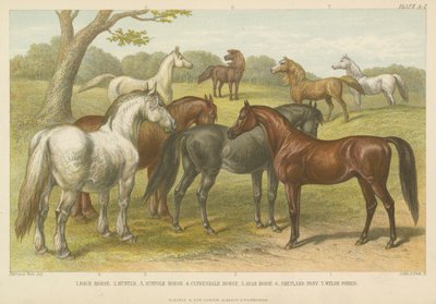 Cavalli e pony (incisione a colori) da English School