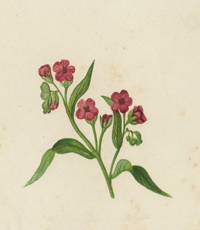 Lingua di cane, Cynoglossum Officinale da English School