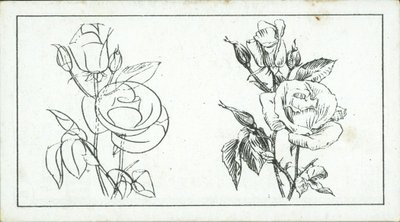 Come disegnare: Studio di una rosa da English School