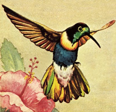 Colibrì da English School