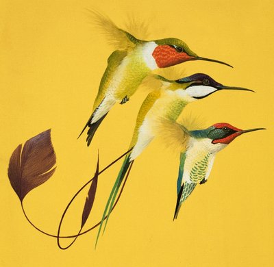 Uccelli ronzanti (gouache su carta) da English School