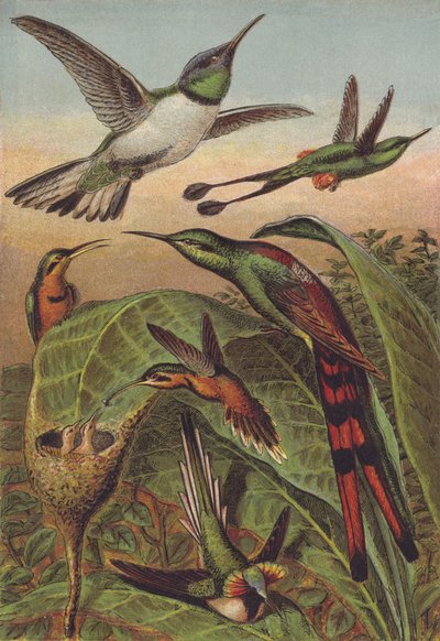 Colibrì da English School