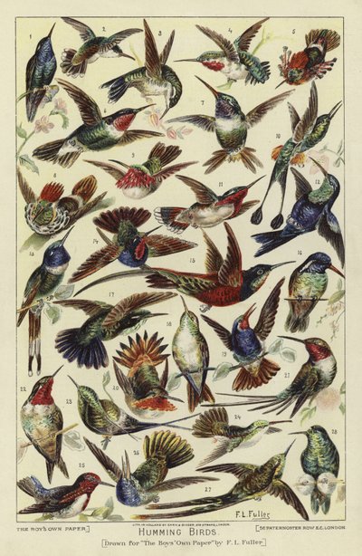 Colibrì da English School