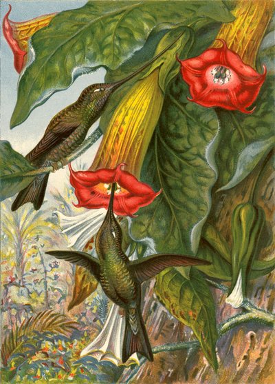 Colibrì da English School