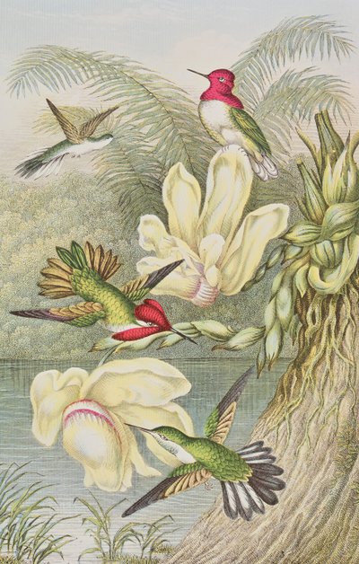 Colibrì tra fiori tropicali da English School