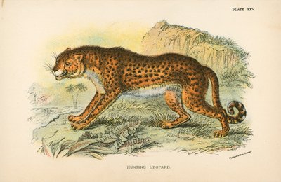 Leopardo da caccia da English School