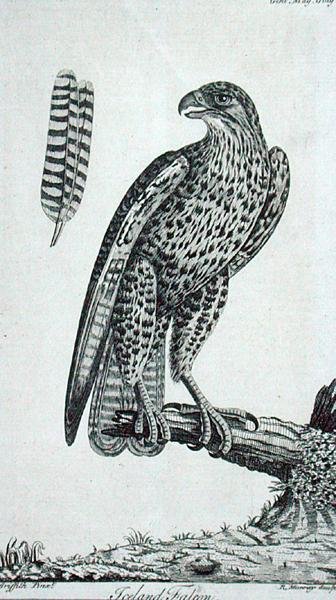 Falco islandese (Falco Rusticolus), da 