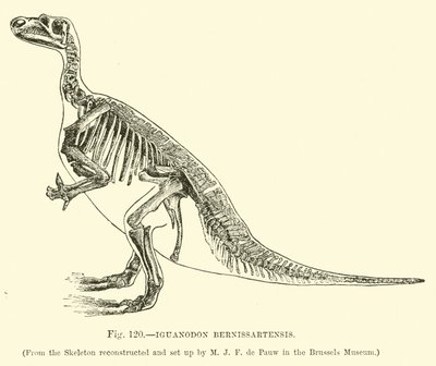 Iguanodonte Bernissartensis da English School
