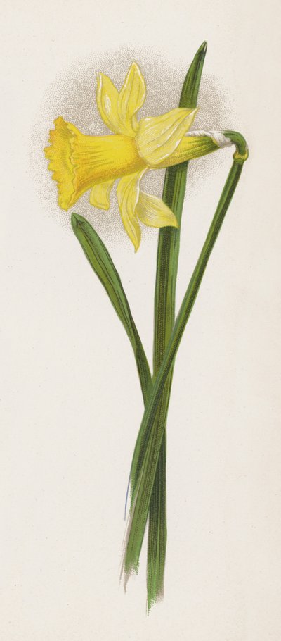 Illustrazione per Un Sogno di un Giardino da English School