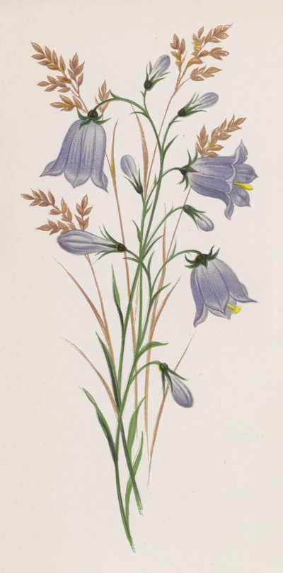 Illustrazione per Un Sogno di un Giardino (litografia a colori) da English School