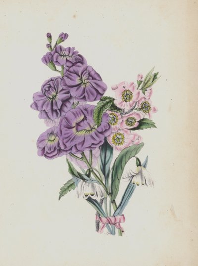 Illustrazione per Moss Rose Album da English School