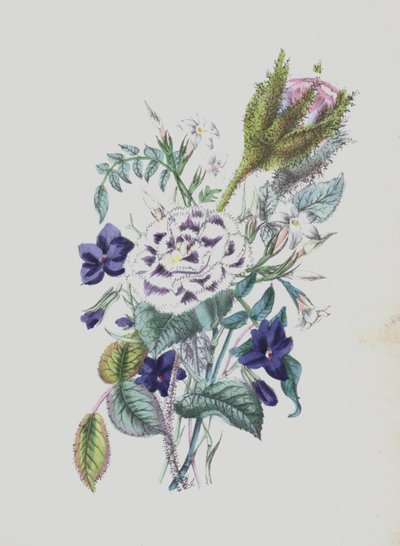 Illustrazione per Moss Rose Album da English School