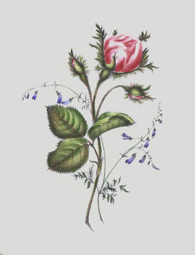 Illustrazione per Moss Rose Album da English School