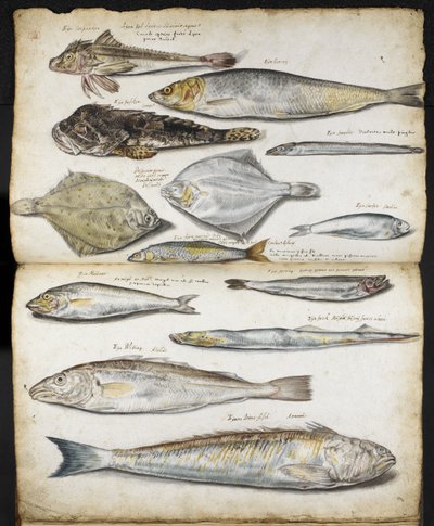 Illustrazioni relative a De Historia Piscium, di John Ray, c.1686 da English School