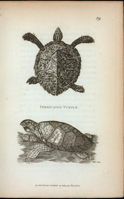 Tartaruga imbricata, da 