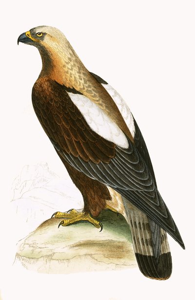Aquila imperiale, illustrazione da 