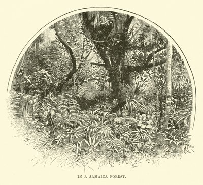 In una foresta della Giamaica da English School