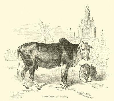 Zebu indiano, Bos indicus da English School