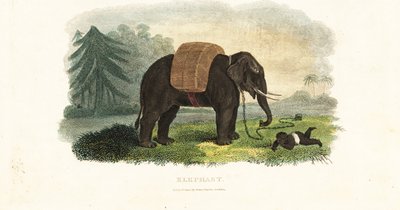 Bambino indiano lasciato sotto la protezione di un elefante incatenato mentre i genitori cercano cibo nei boschi da English School