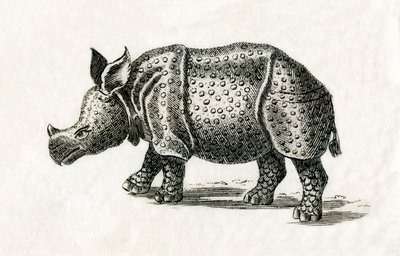Rinoceronte indiano, o rinoceronte maggiore con un corno, Rhinoceros unicornis da English School