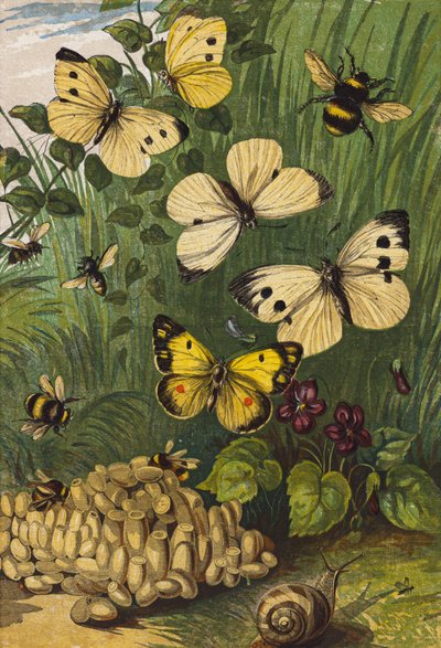 Insetti (litografia a colori) da English School
